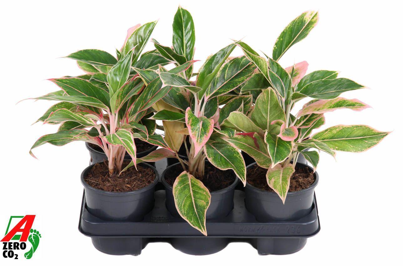 Горшечные цветы и растения оптом Aglaonema Siam Pink от 6шт из Голландии с доставкой по России