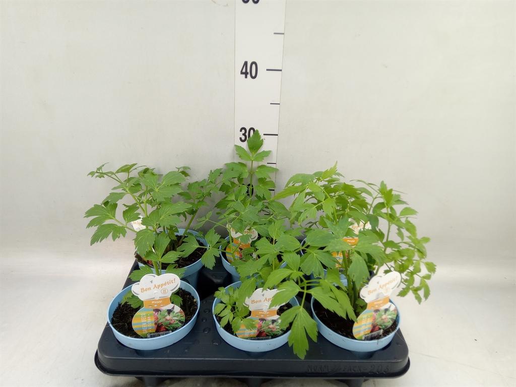 Горшечные цветы и растения оптом Levisticum Officinale от 6шт из Голландии с доставкой по России