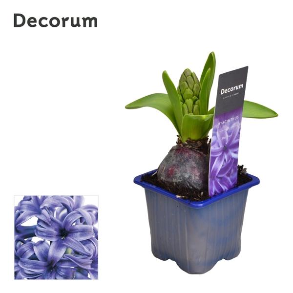 Горшечные цветы и растения оптом Hyacinthus Blue Pearl 1pp Label (decorum) от 24шт (для телеги) из Голландии с доставкой по России