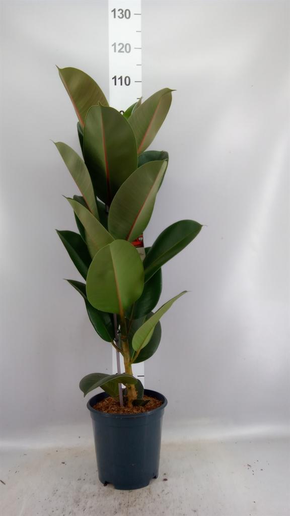 Горшечные цветы и растения оптом Ficus El Robusta от 1шт из Голландии с доставкой по России