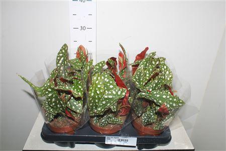 Горшечные цветы и растения оптом Beg Ma Wightii от 6шт (для телеги) из Голландии с доставкой по России