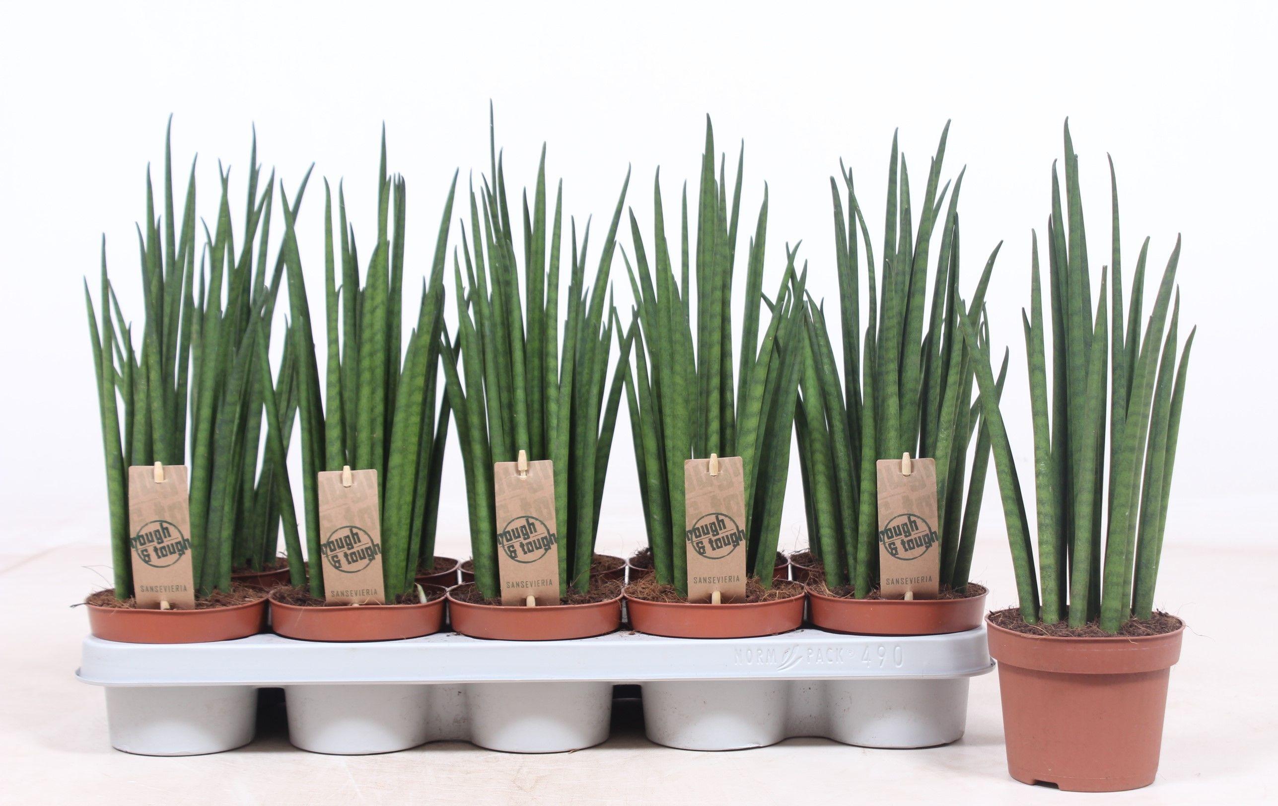 Горшечные цветы и растения оптом Sansevieria Mikado от 10шт из Голландии с доставкой по России