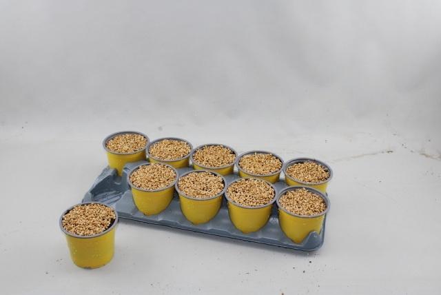 Горшечные цветы и растения оптом Kattengras от 10шт из Голландии с доставкой по России Горшечные цветы и растения оптом Kattengras от 10шт из Голландии с доставкой по России