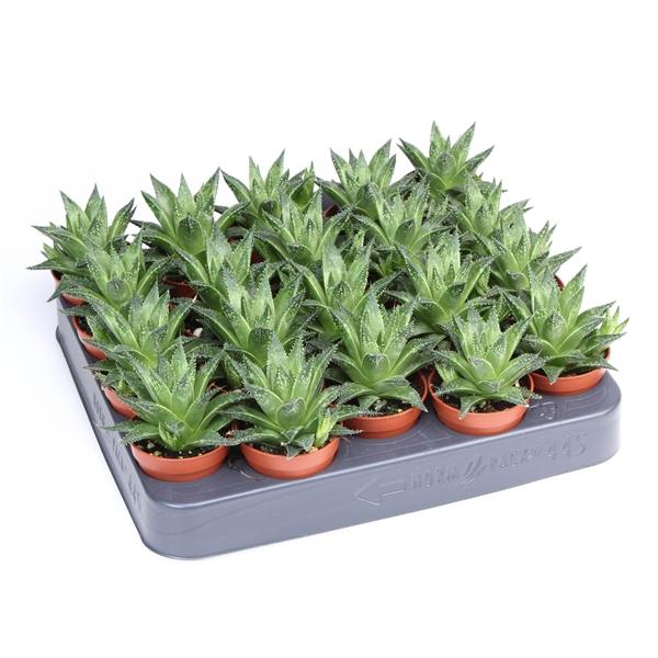 Горшечные цветы и растения оптом Haworthia Vivaldi от 20шт (для телеги) из Голландии с доставкой по России