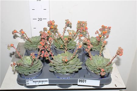 Горшечные цветы и растения оптом Echev Dondo от 6шт из Голландии с доставкой по России