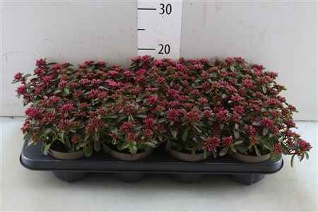 Горшечные цветы и растения оптом Sedum Sp Purpurteppi от 8шт из Голландии с доставкой по России