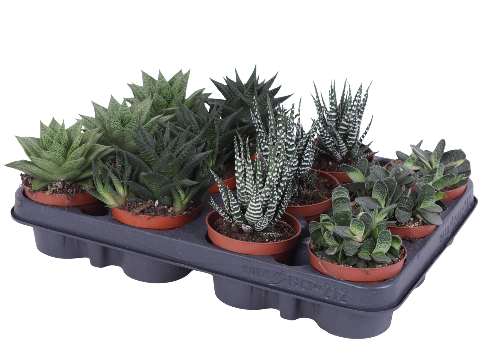 Горшечные цветы и растения оптом Haworthia Mix от 12шт (для телеги) из Голландии с доставкой по России