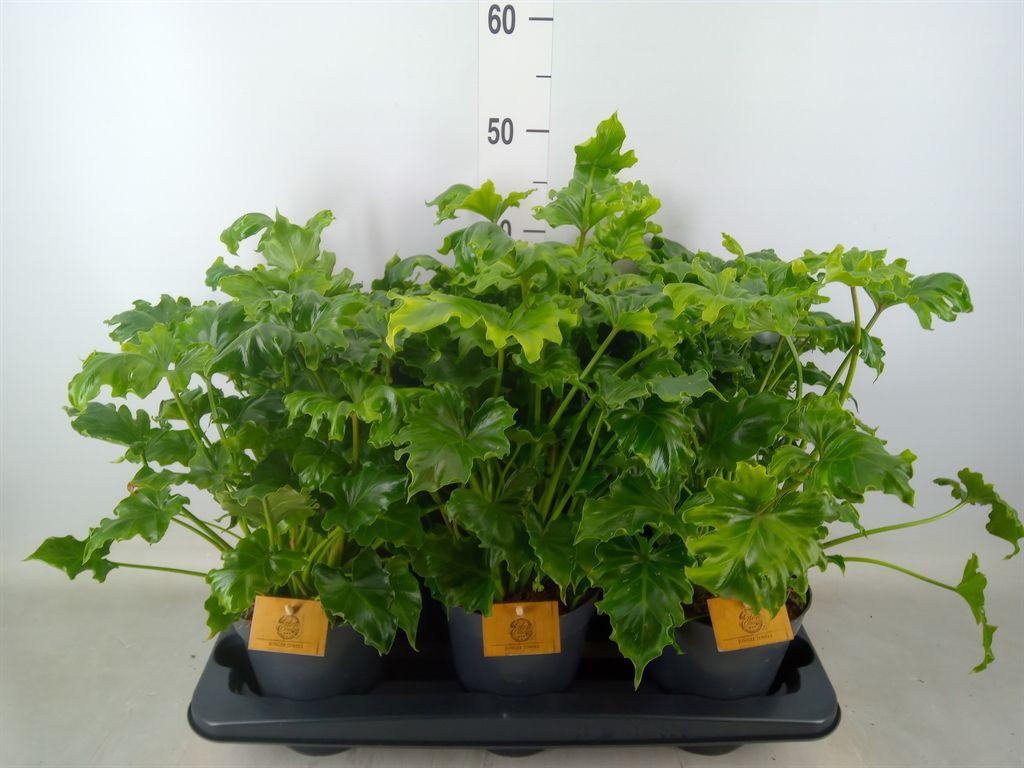 Горшечные цветы и растения оптом Philodendron   ... от 6шт из Голландии с доставкой по России