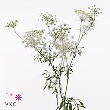 Срезанные цветы оптом Ammi majus graceland от 60шт из Голландии с доставкой по России Срезанные цветы оптом Ammi majus graceland от 60шт из Голландии с доставкой по России