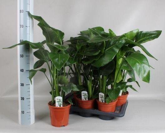 Горшечные цветы и растения оптом Strelitzia Nicolai от 6шт из Голландии с доставкой по России