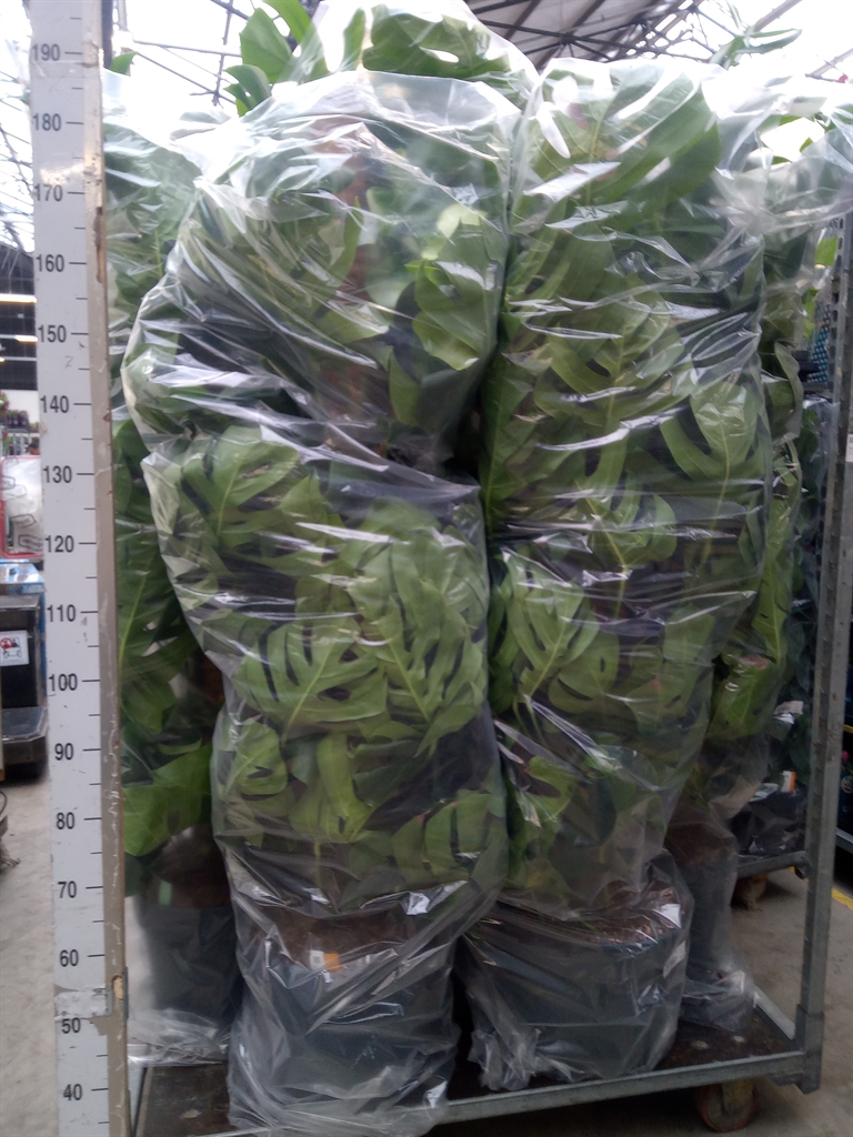 Горшечные цветы и растения оптом Monstera Pertusum от 1шт из Голландии с доставкой по России