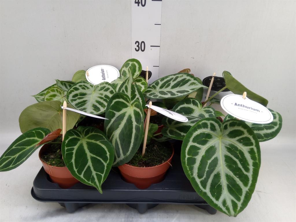 Горшечные цветы и растения оптом Anthurium   ... от 6шт из Голландии с доставкой по России
