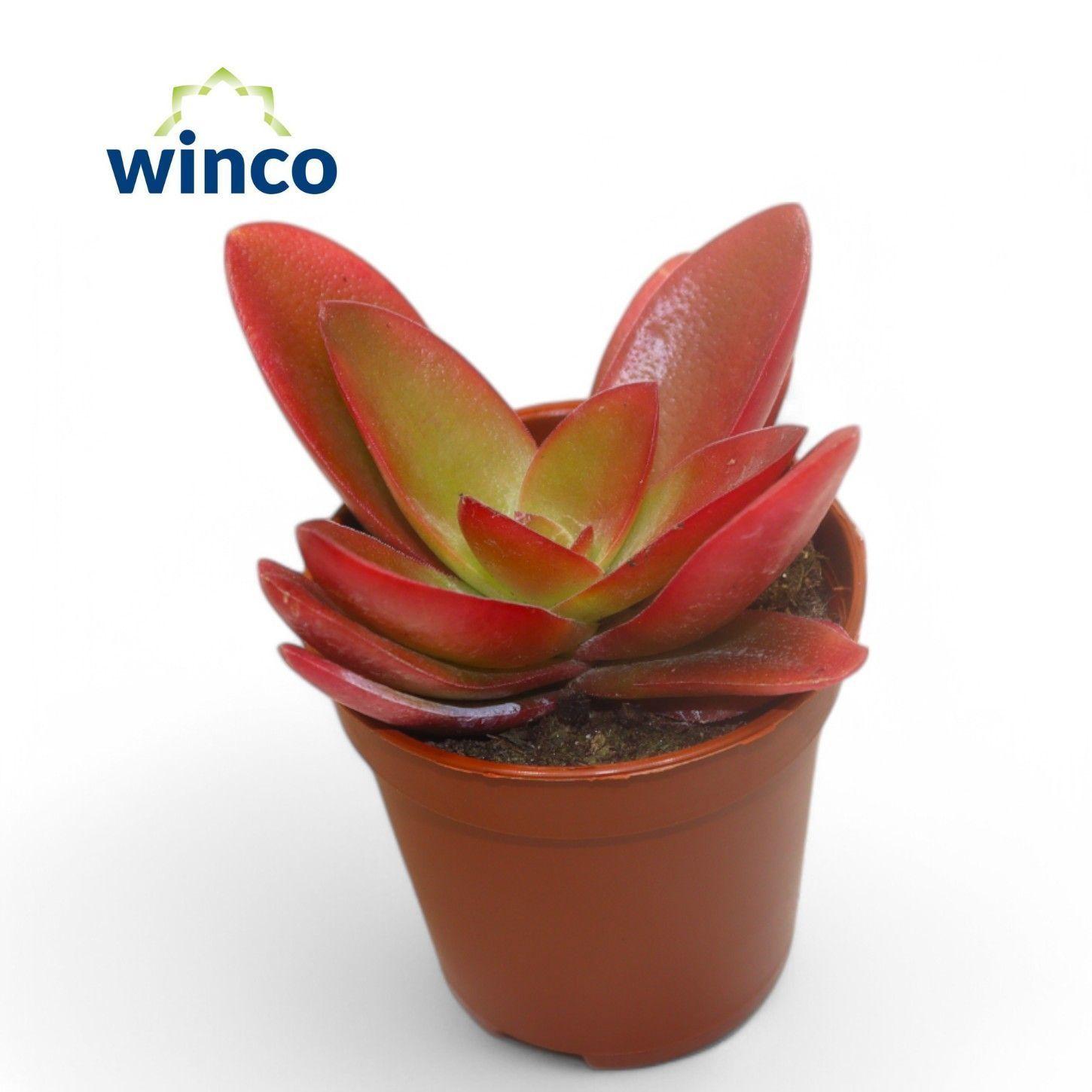 Горшечные цветы и растения оптом Crass Overig от 20шт (для телеги) из Голландии с доставкой по России