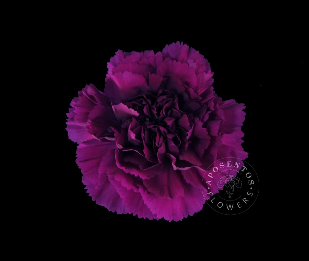 Срезанные цветы оптом Dianthus st yukari violet от 320шт из Голландии с доставкой по России