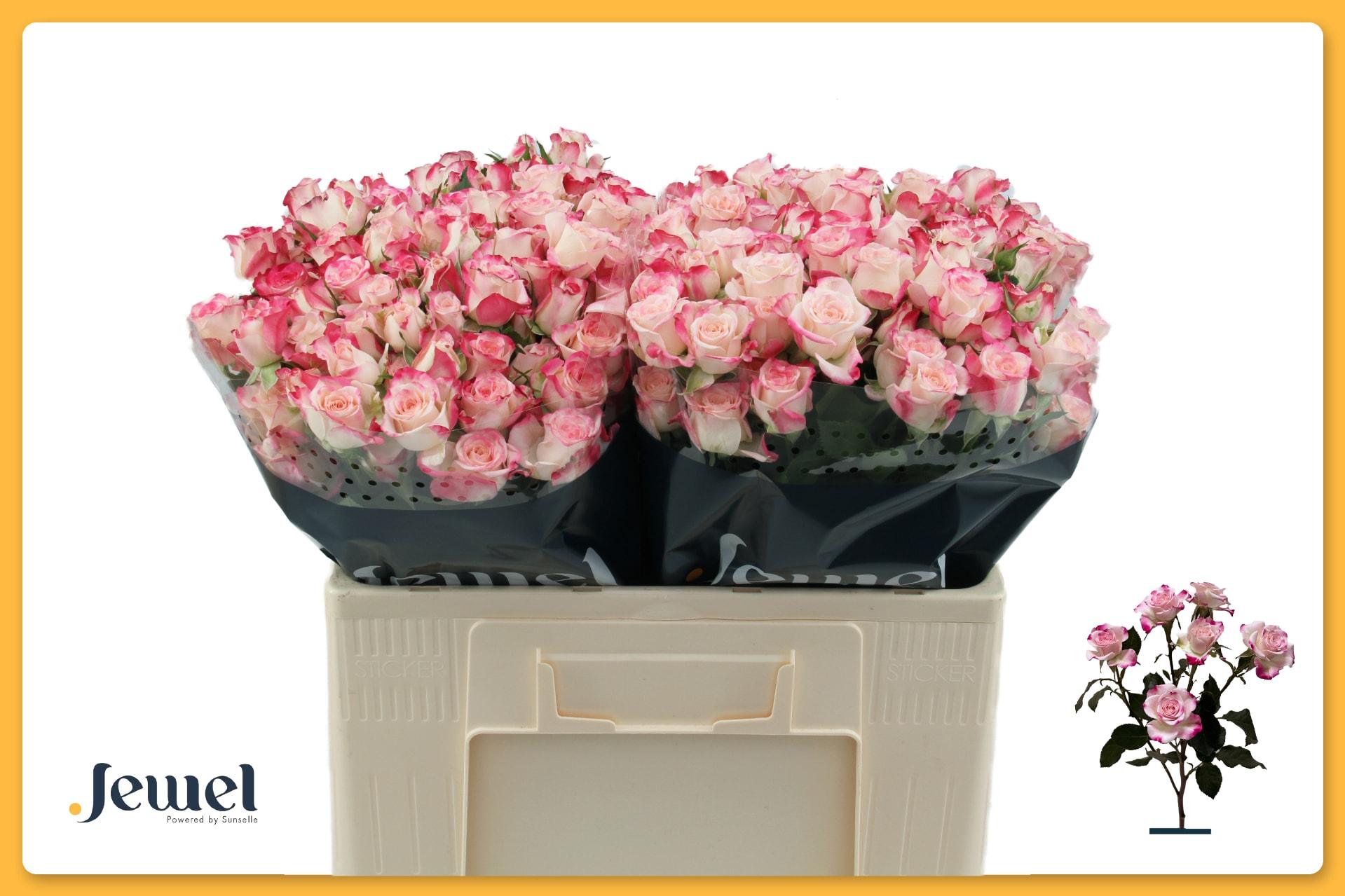 Срезанные цветы оптом Rosa spray reflex от 60шт из Голландии с доставкой по России