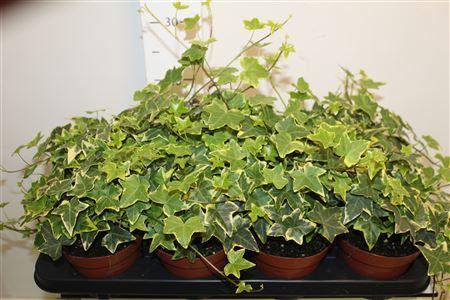 Горшечные цветы и растения оптом Hed He Goldchild от 8шт из Голландии с доставкой по России