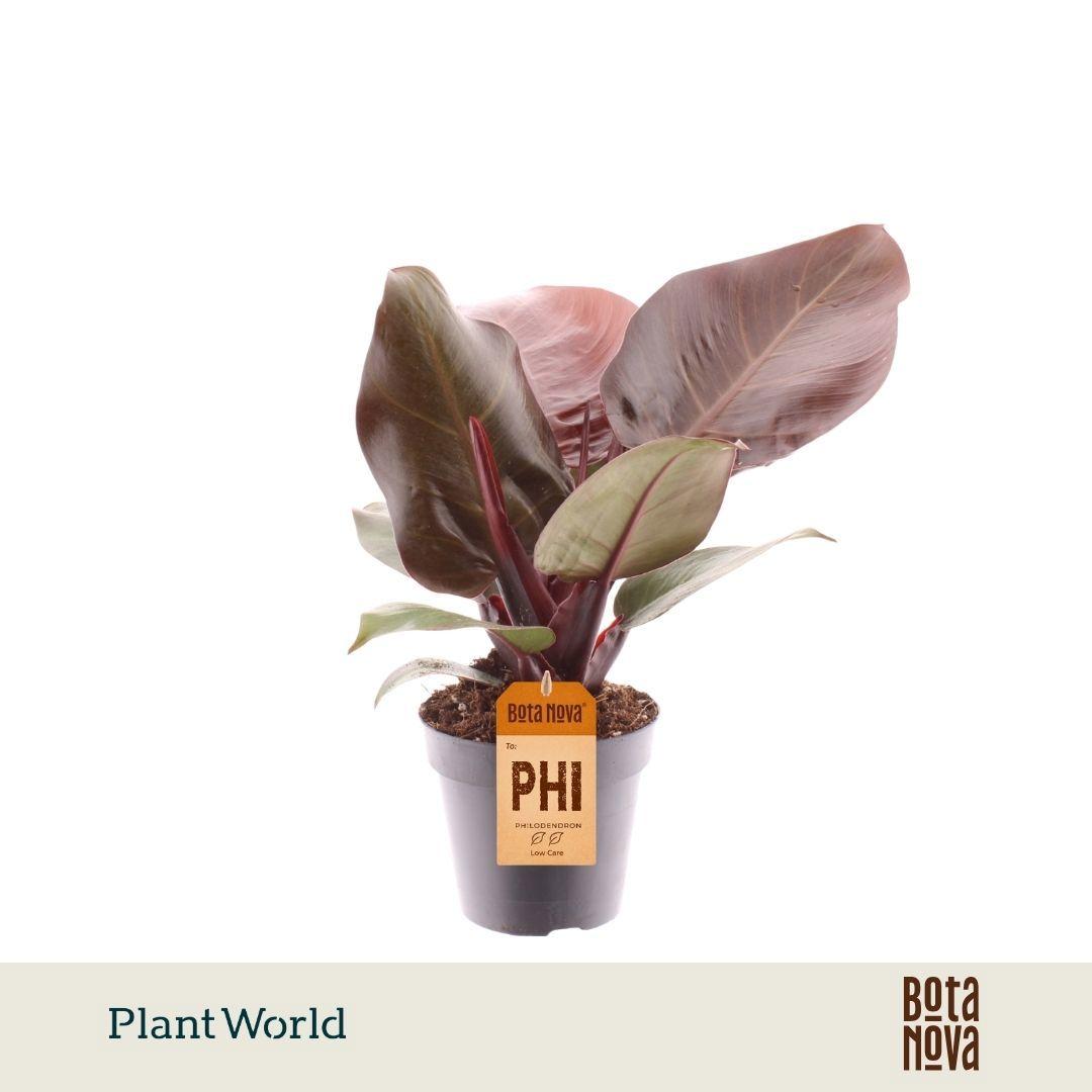 Горшечные цветы и растения оптом Philodendron Cherry Red от 7шт из Голландии с доставкой по России
