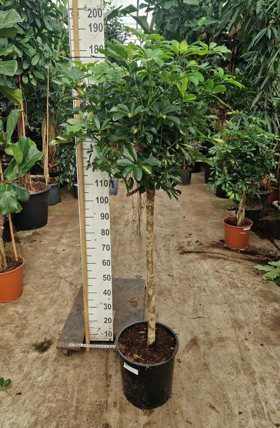 Горшечные цветы и растения оптом Schefflera Gold Capella On Stamm от 1шт из Голландии с доставкой по России