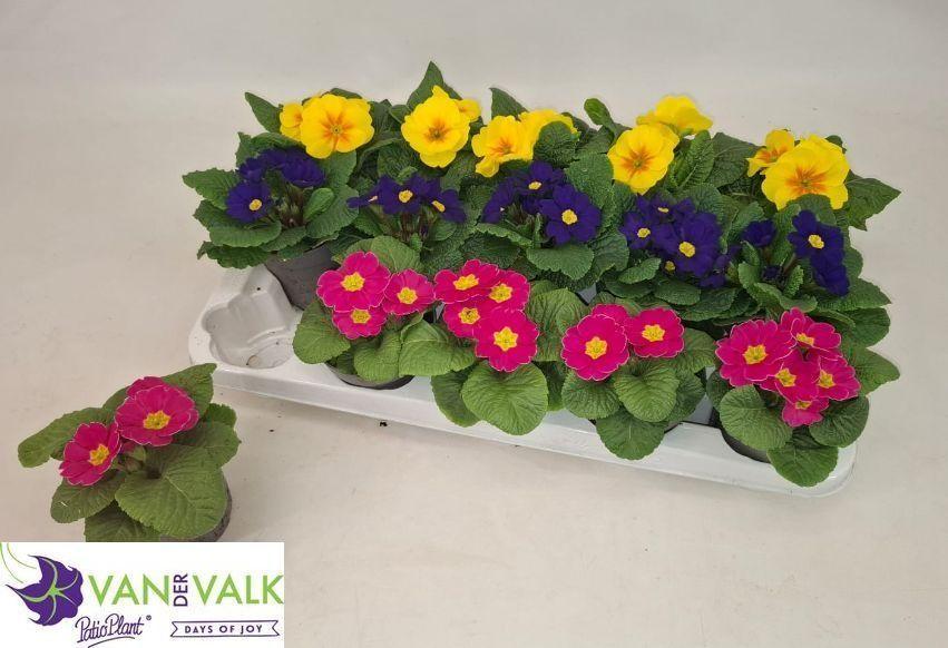 Горшечные цветы и растения оптом Prim Acaulis Gemengd от 15шт из Голландии с доставкой по России