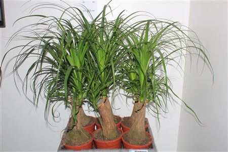 Горшечные цветы и растения оптом Beaucarnea Recur от 6шт из Голландии с доставкой по России