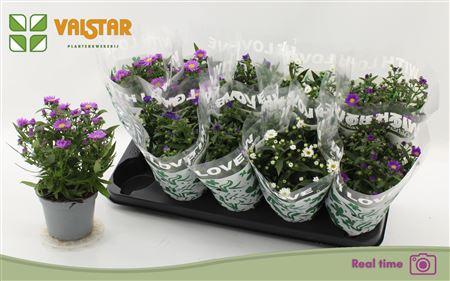 Горшечные цветы и растения оптом Aste Starl Gem Spring Deal от 10шт из Голландии с доставкой по России