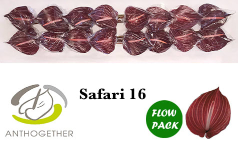 Срезанные цветы оптом Anthurium safari от 12шт. из Голландии с доставкой по России