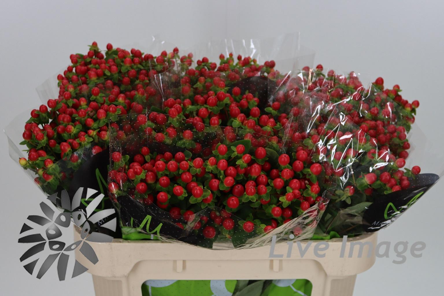 Срезанные цветы оптом Hypericum tomato flair от 80шт из Голландии с доставкой по России