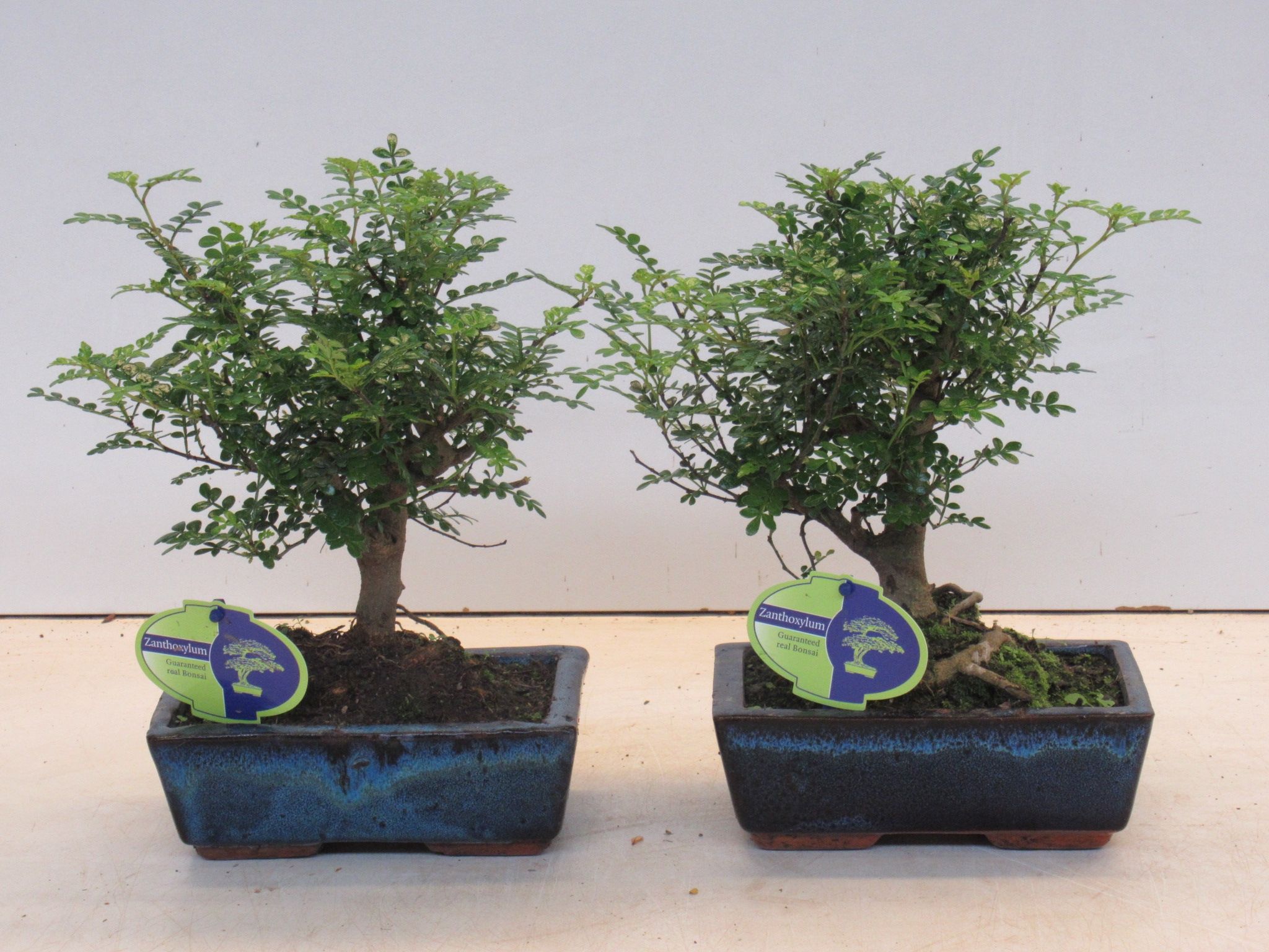 Горшечные цветы и растения оптом Bonsai Zanthoxylum Piperitum Broom, Without Dip T от 6шт из Голландии с доставкой по России