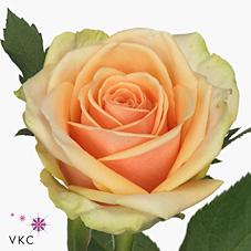 Срезанные цветы оптом Rosa large alchemy от 80шт из Голландии с доставкой по России