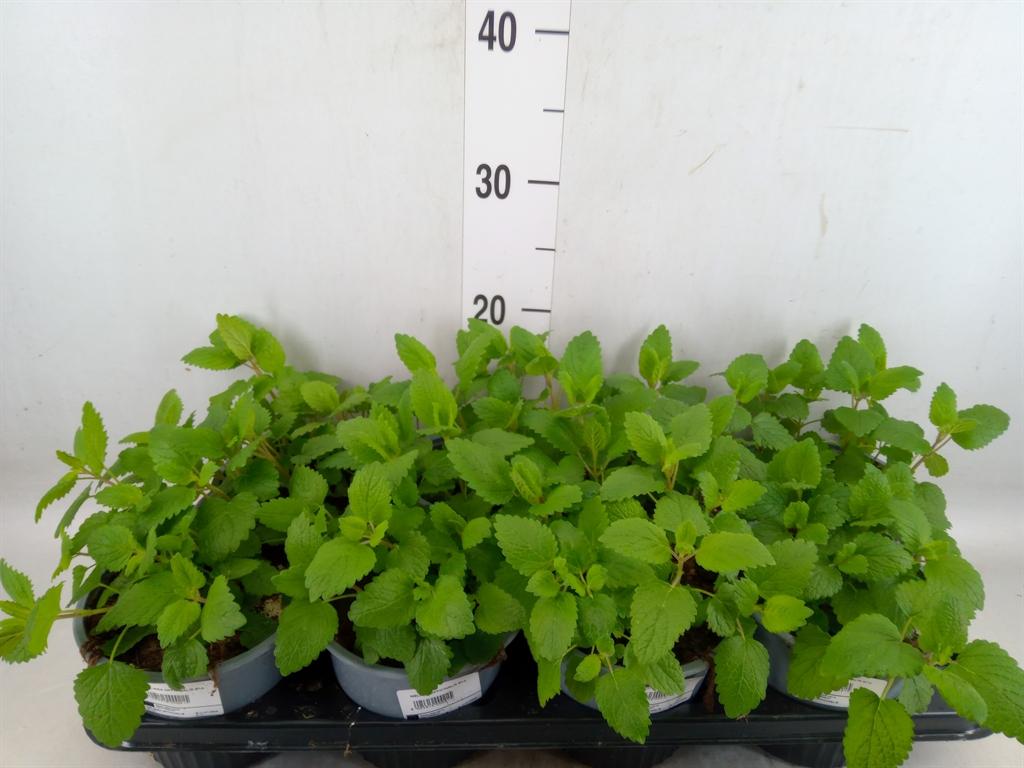 Горшечные цветы и растения оптом Melissa Officinalis от 8шт (для телеги) из Голландии с доставкой по России