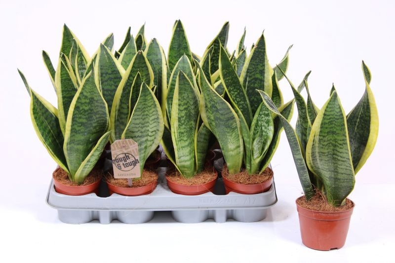 Горшечные цветы и растения оптом Sansevieria Superba 3pp от 12шт (для телеги) из Голландии с доставкой по России