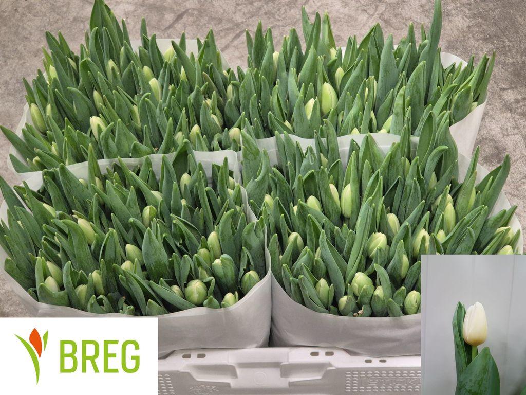 Срезанные цветы оптом Tulipa si antarctica от 200шт из Голландии с доставкой по России