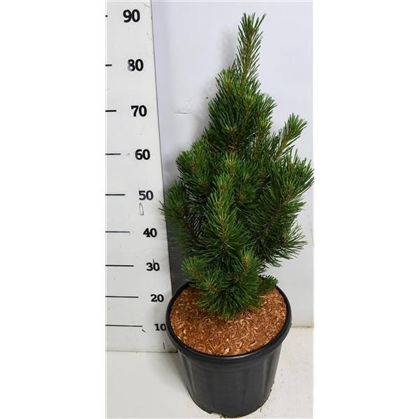 Горшечные цветы и растения оптом Pinus Mugo Rigi от 1шт из Голландии с доставкой по России