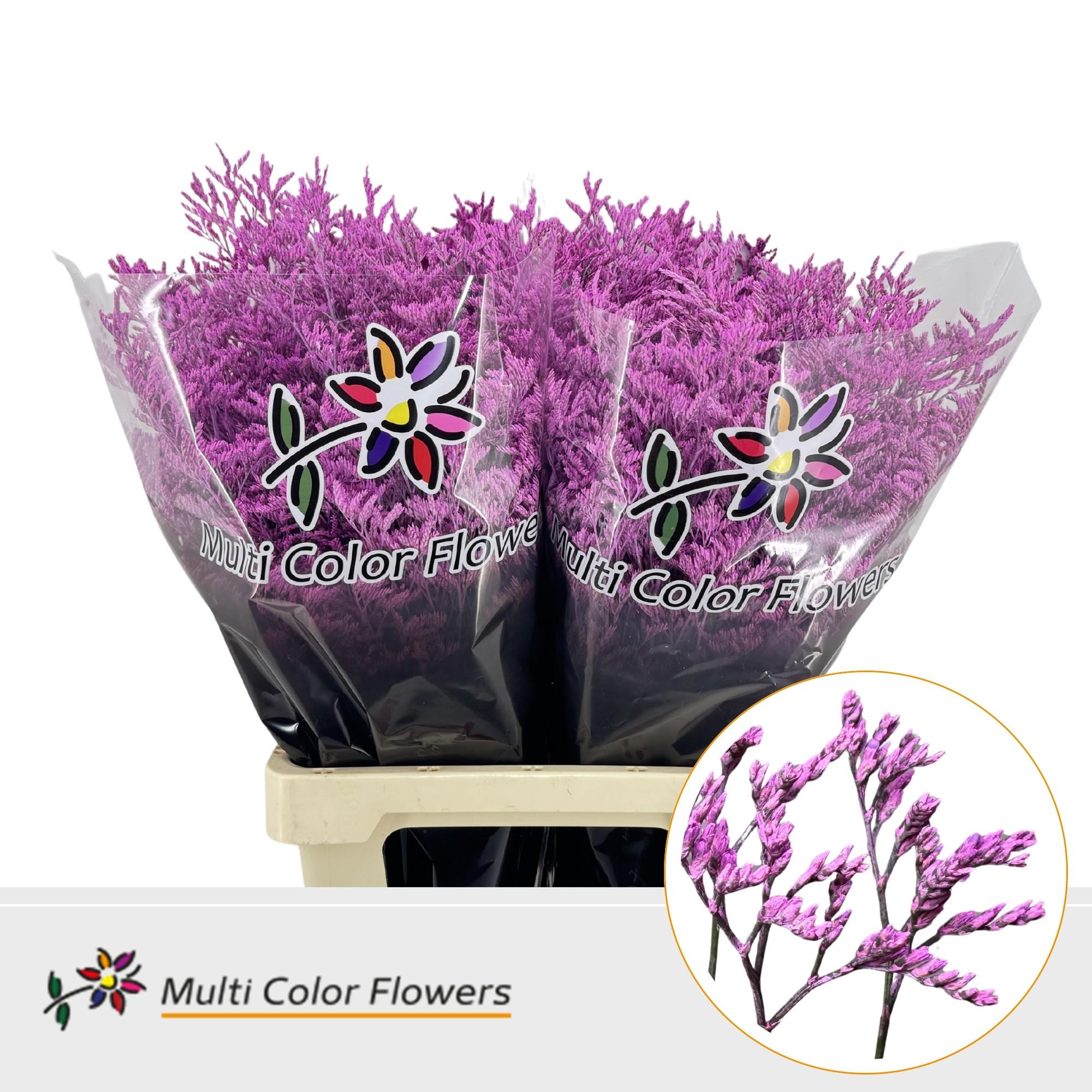 Срезанные цветы оптом Limonium paint hot pink от 50шт. из Голландии с доставкой по России