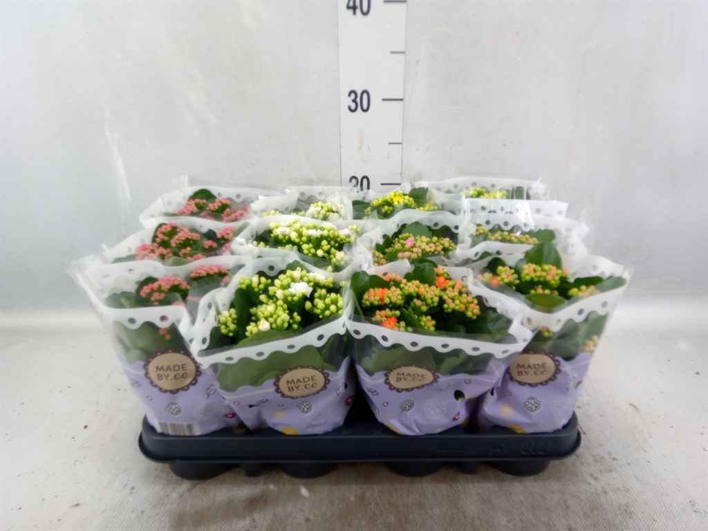 Горшечные цветы и растения оптом Kalanchoe Blos.   ..rosebud Mix  5 от 12шт из Голландии с доставкой по России