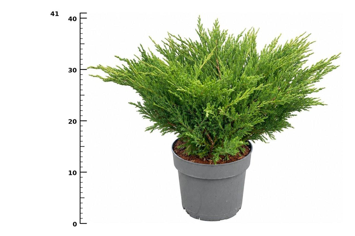 Горшечные цветы и растения оптом Juniperus Hor Andorra Compact от 1шт из Голландии с доставкой по России