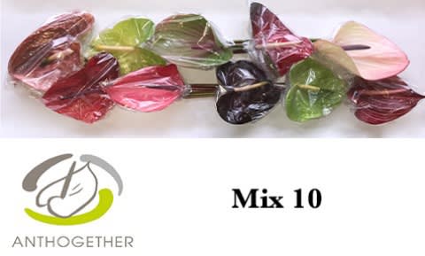 Срезанные цветы оптом Anthurium mix in box от 10шт.. из Голландии с доставкой по России