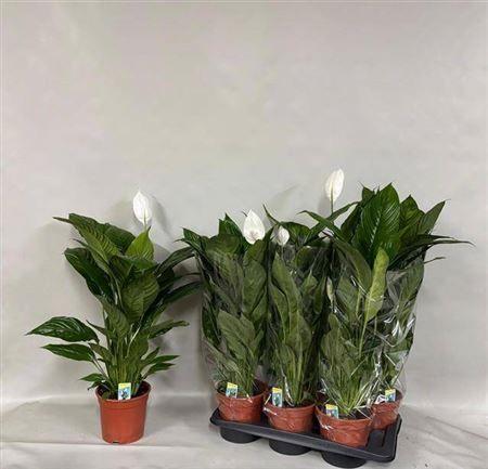 Горшечные цветы и растения оптом Spath Verdi 3-4++ * Spring Deal * от 6шт из Голландии с доставкой по России