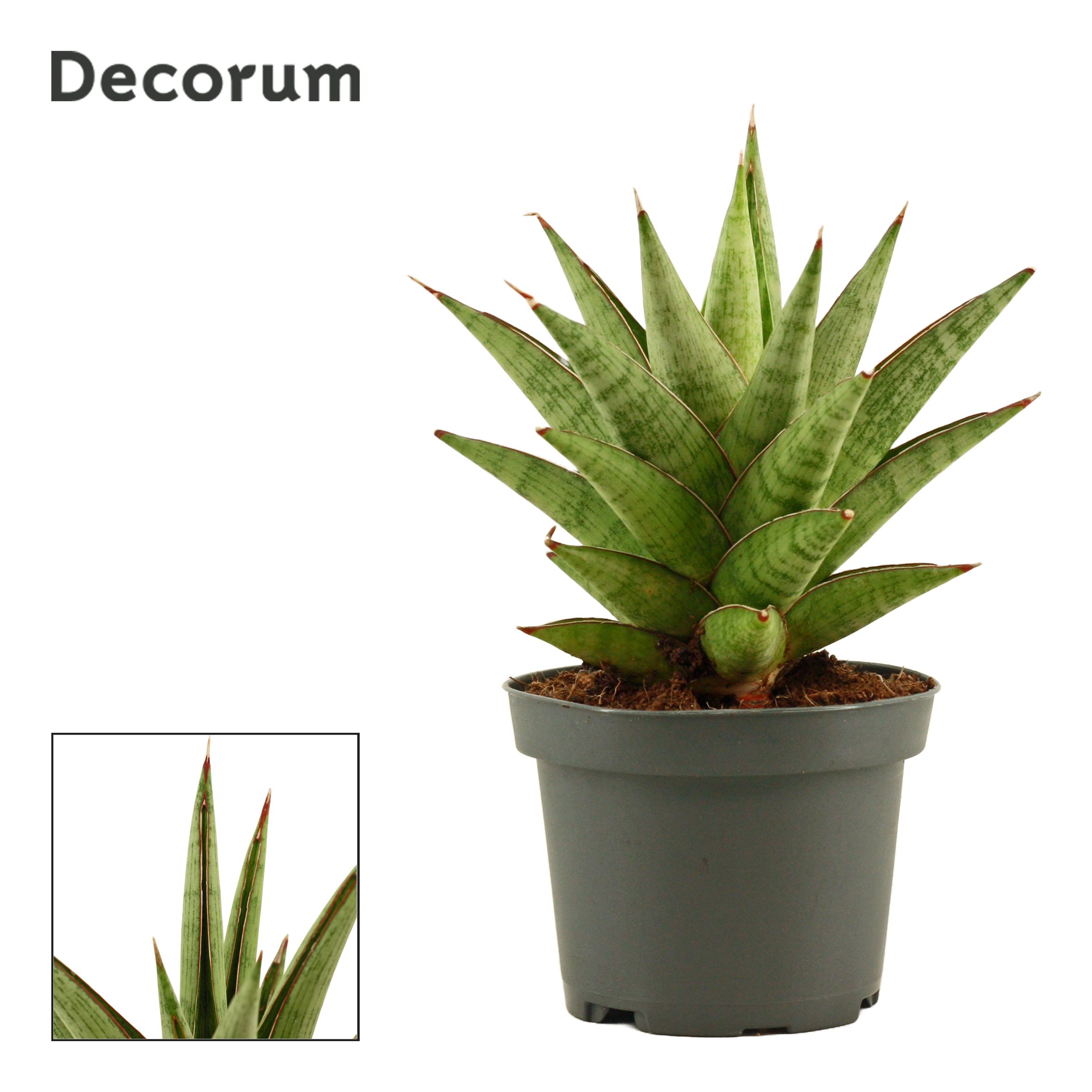 Горшечные цветы и растения оптом Sansevieria Jewel Crown (decorum) от 12шт (для телеги) из Голландии с доставкой по России