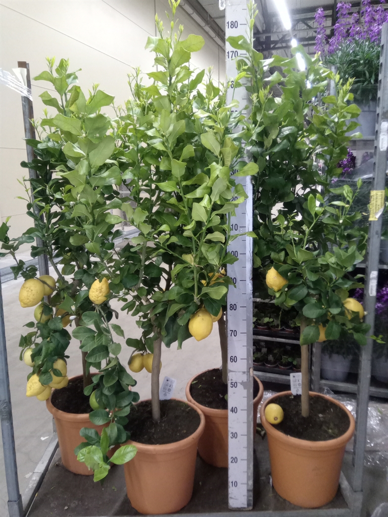 Горшечные цветы и растения оптом Citrus   ... от 1шт (для телеги) из Голландии с доставкой по России