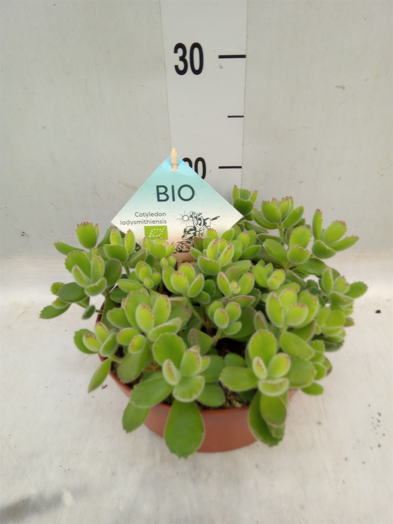Горшечные цветы и растения оптом Cotyledon Tome. Ladys. от 1шт из Голландии с доставкой по России