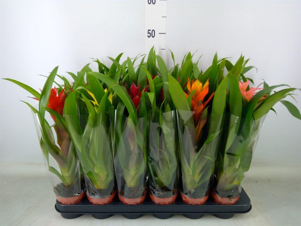 Горшечные цветы и растения оптом Guzmania Mix от 18шт (для телеги) из Голландии с доставкой по России