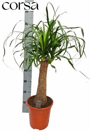 Горшечные цветы и растения оптом Beaucarnea Recur от 1шт из Голландии с доставкой по России