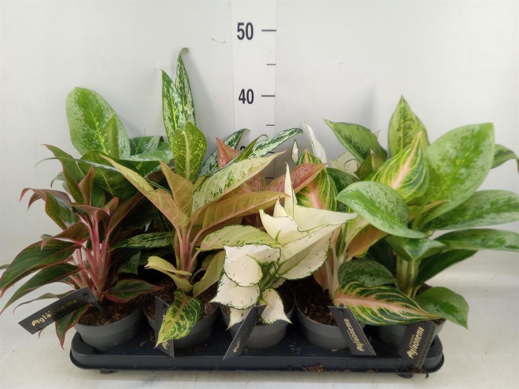 Горшечные цветы и растения оптом Aglaonema   ... от 10шт из Голландии с доставкой по России
