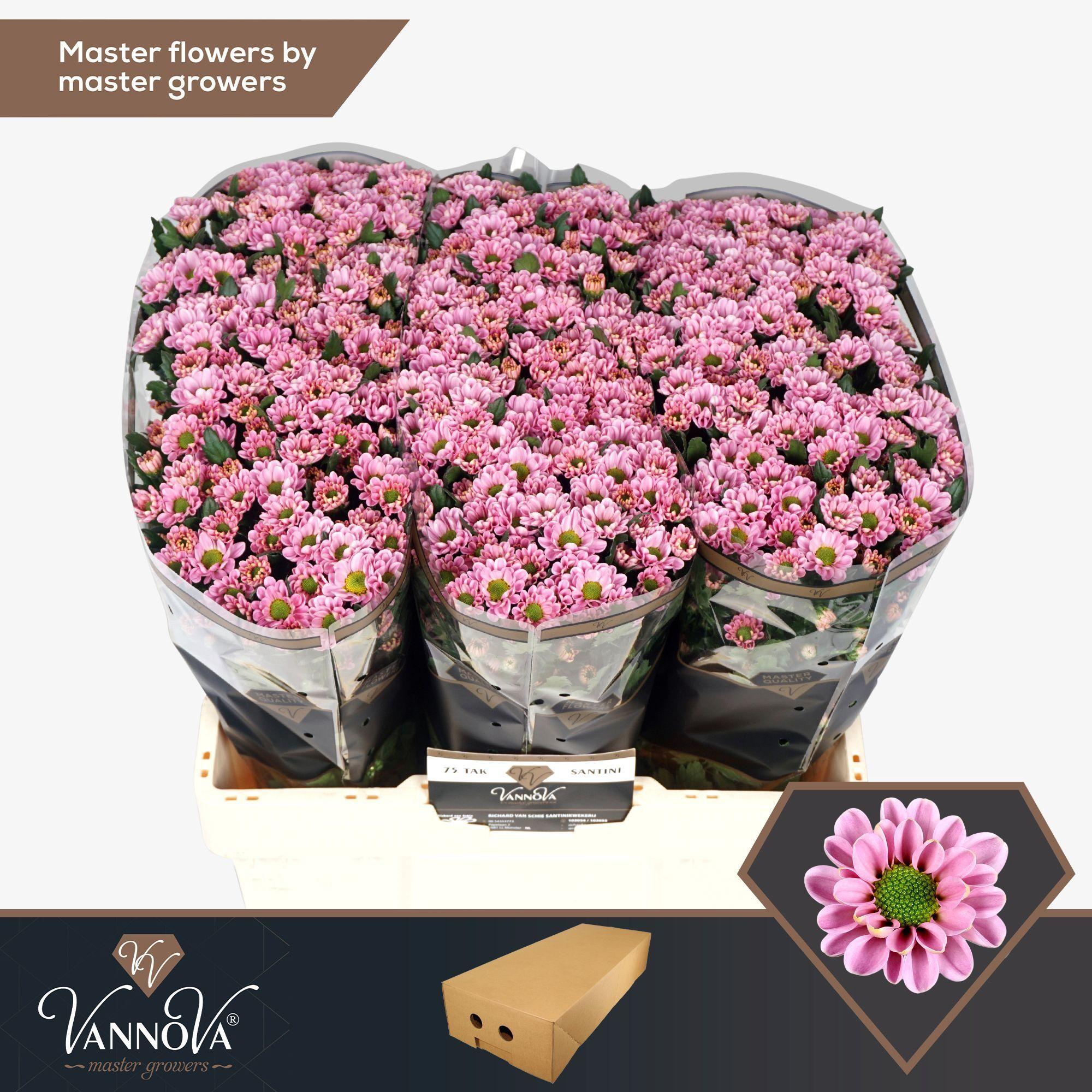 Срезанные цветы оптом Chrys sa rossi pink от 225шт. из Голландии с доставкой по России