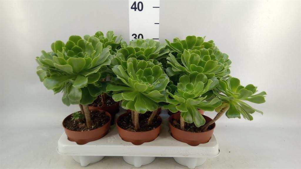 Горшечные цветы и растения оптом Aeonium ... от 6шт из Голландии с доставкой по России