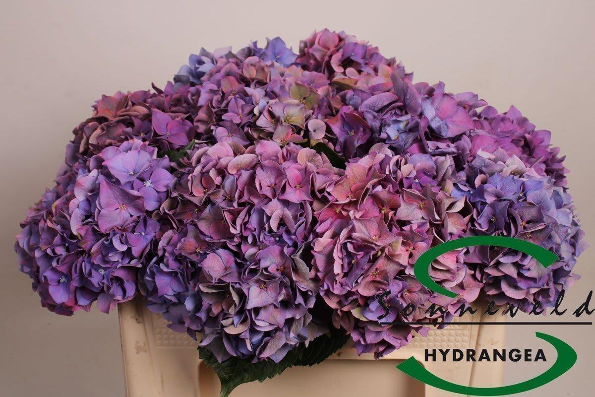 Срезанные цветы оптом Hydrangea rodeo classic purple от 10шт из Голландии с доставкой по России