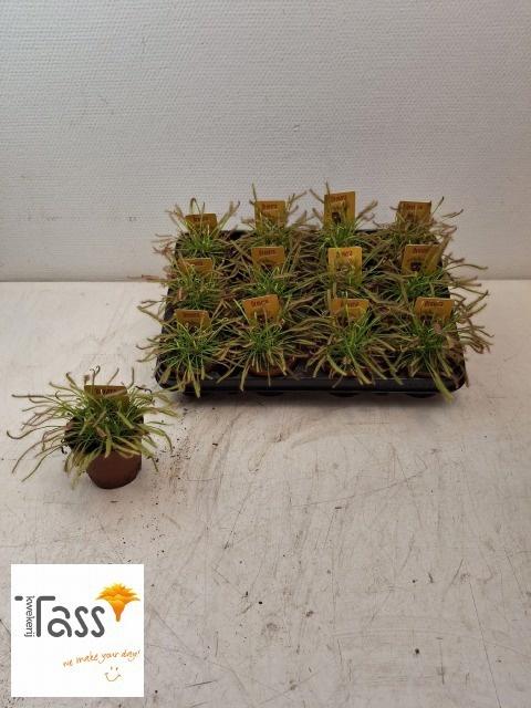 Горшечные цветы и растения оптом Drosera A от 12шт (для телеги) из Голландии с доставкой по России