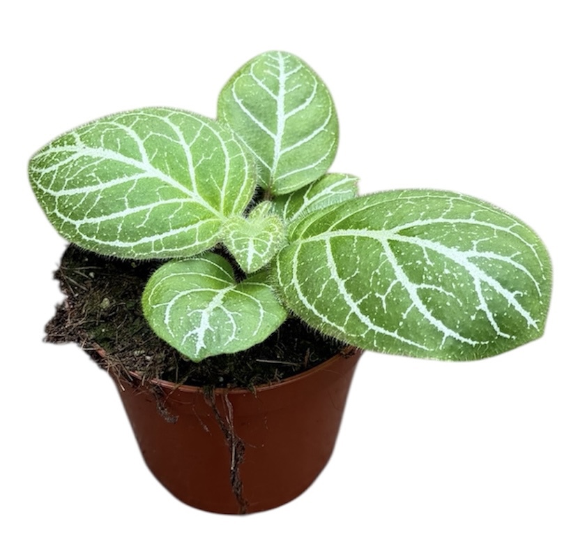 Горшечные цветы и растения оптом Michaelmoelleria Sp Vietnam от 1шт (для телеги) из Голландии с доставкой по России