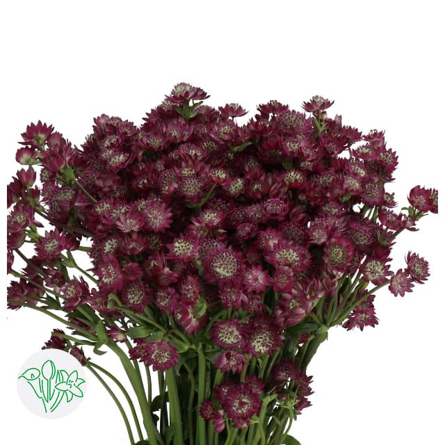 Срезанные цветы оптом Astrantia star of desire от 100шт из Голландии с доставкой по России